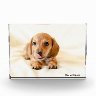 Dachshund Dog. Photo Block