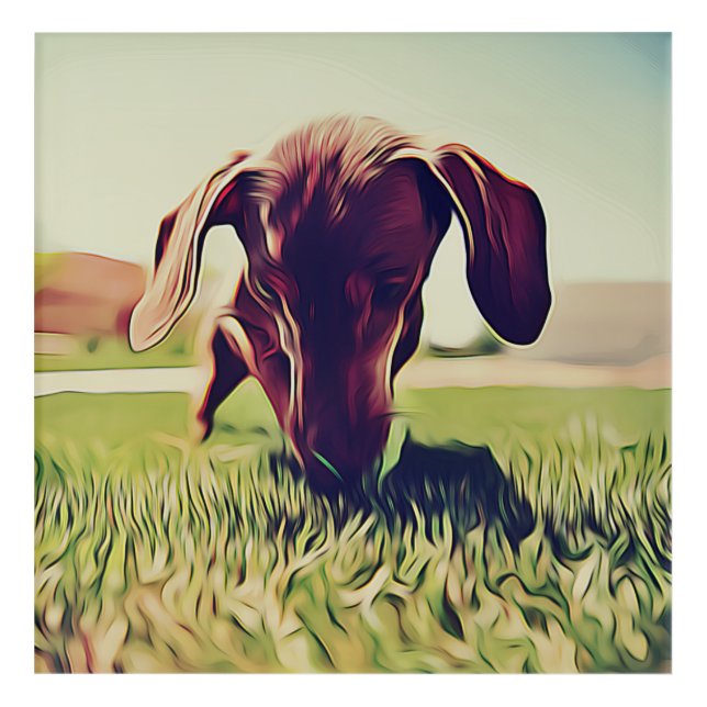 Dachshund Dog Playing With A Tennis Ball Birthday  Acrylic Print (Front)