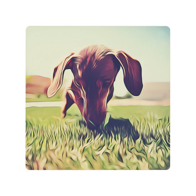Dachshund Dog Playing With A Tennis Ball Birthday  Metal Print (Front)