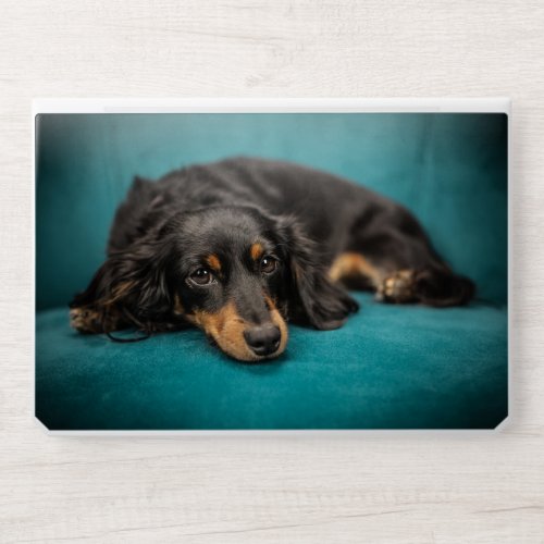 Dachshund Dog Resting HP Laptop Skin