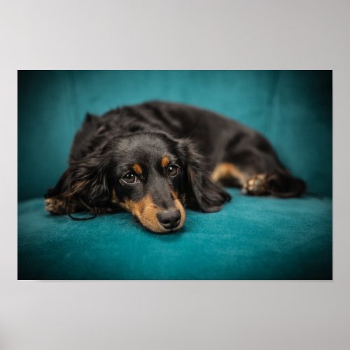 Dachshund Dog Resting Poster