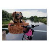 Dachshund Dog Riding in Bike Basket Funny (Front Horizontal)