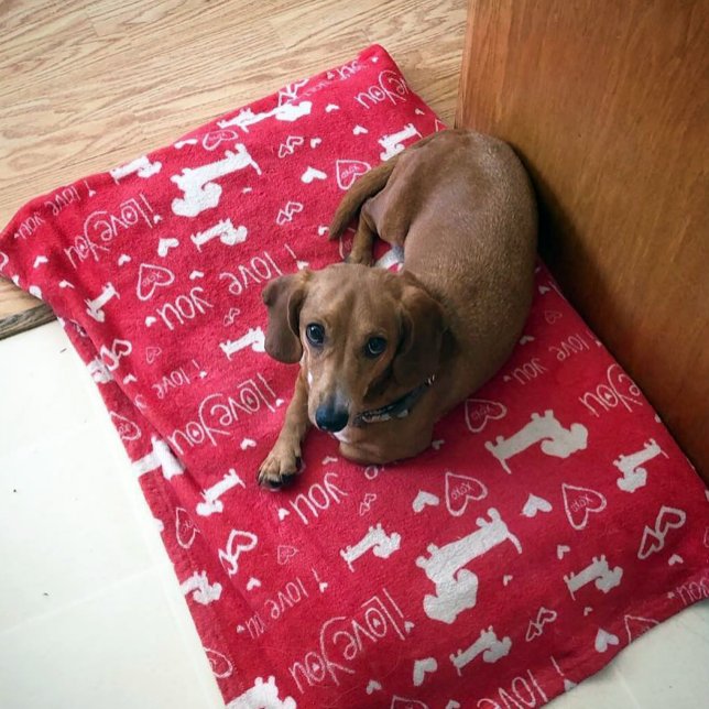 Dachshund Doxie I Love You Hearts Blanket (Cute doodles of dachshunds and hearts.)