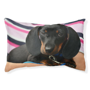 Dachshund Dreamland Pet Bed – Cozy & Long 
