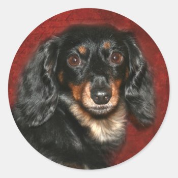 Dachshund Face Classic Round Sticker by deemac1 at Zazzle