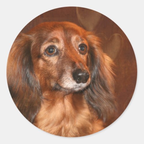 Dachshund face classic round sticker