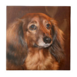 Dachshund face tile<br><div class="desc">Long haired, red colored dachshund face photo ceramic tile</div>
