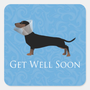 get well soon dog treats