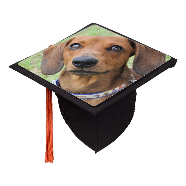 Dachshund Graduation Cap Topper (Angled)