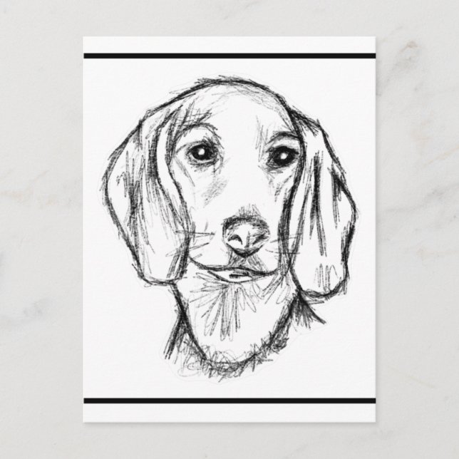 dachshund hand drawn sketch black white puppy dog  postcard (Front)