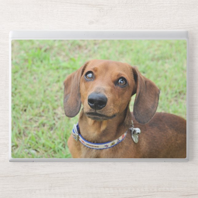 Dachshund HP Laptop Skin (Front)