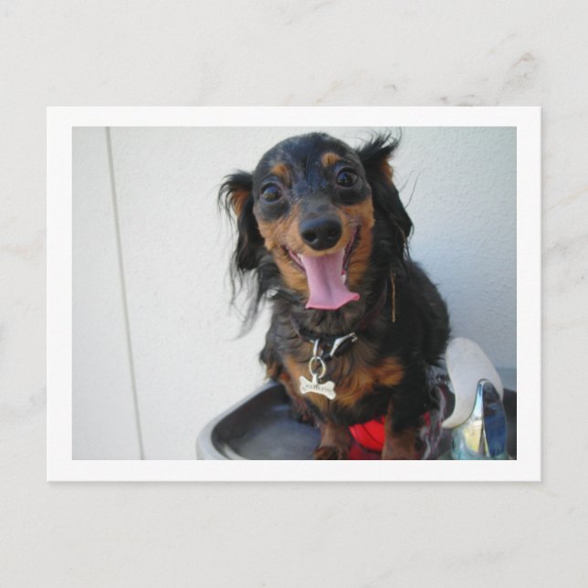 Dachshund in a drinking fountain postcard (Front)