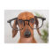 Dachshund In Eyeglasses