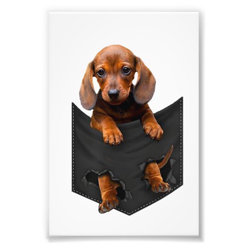 Dachshund In My Pocket Weiner Dog Photo Print