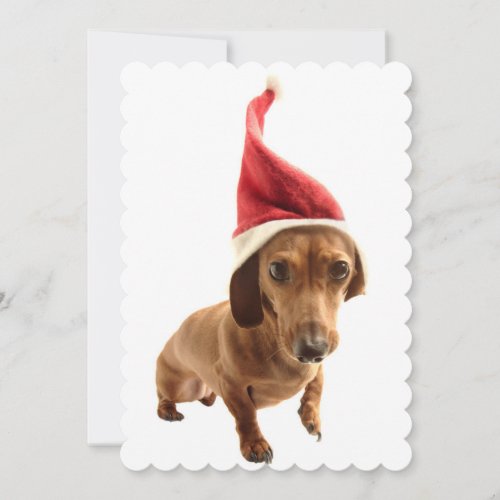 Dachshund in Santa hat Holiday Card