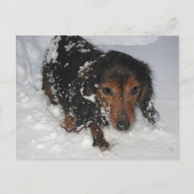 Dachshund in the Snow Postcard (Front)