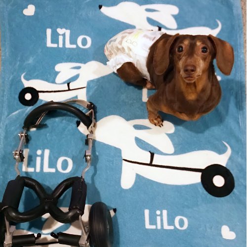 Dachshund IVDD Wheelchair Wiener Dog Blanket