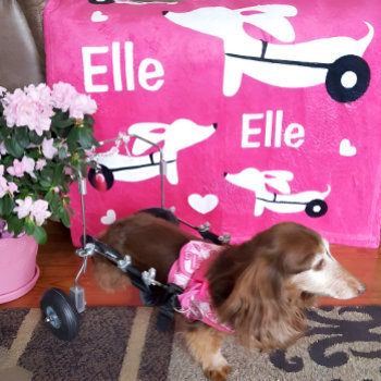 Dachshund Ivdd Wheelchair Wiener Dog Pink Blanket by Smoothe1 at Zazzle