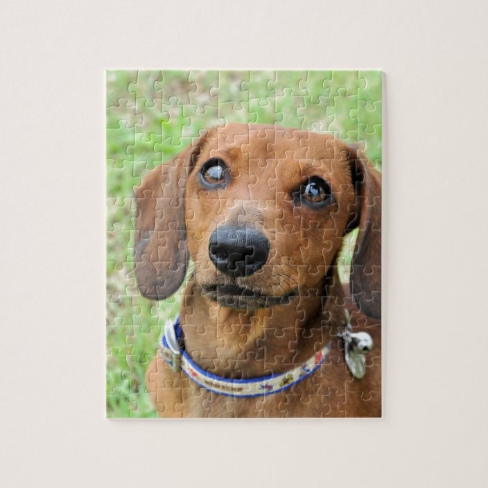 Dachshund Jigsaw Puzzle