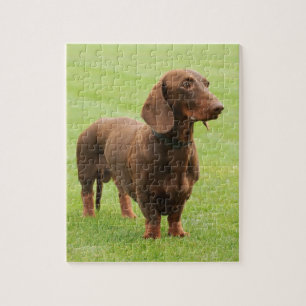 Dachshund Jigsaw Puzzle