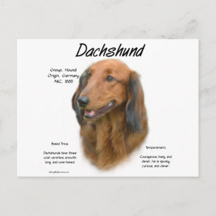 Dachshund (longhair) History Design Postcard