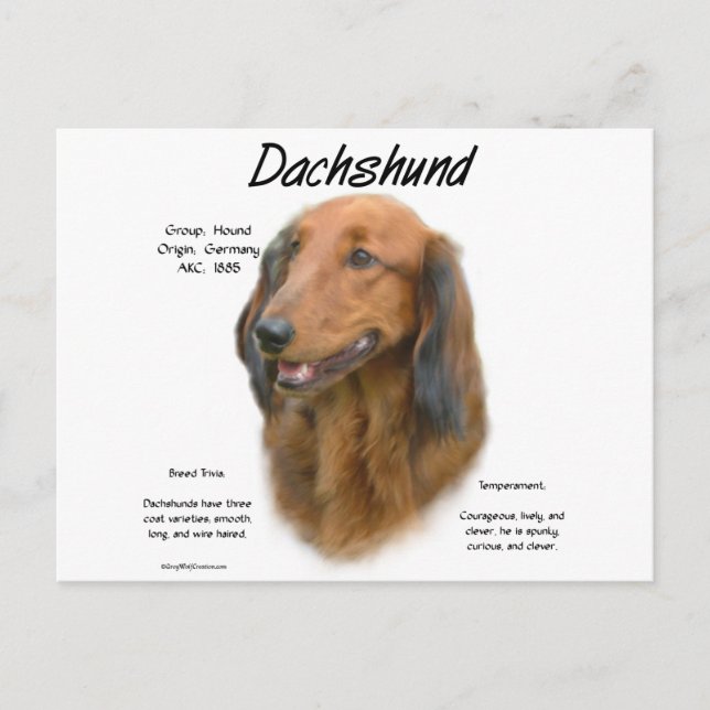 Dachshund (longhair) History Design Postcard (Front)
