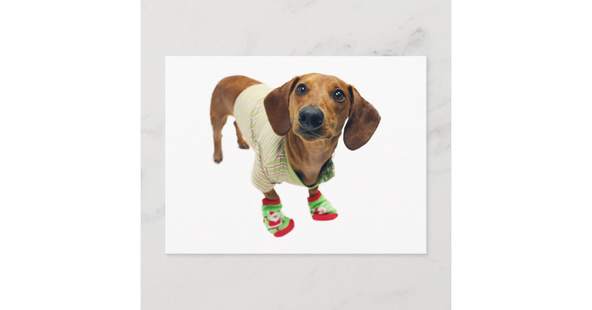 Dachshund - merry christmas - cute dog holiday postcard | Zazzle.com