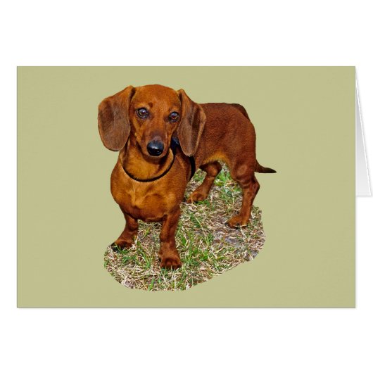 Dachshund Miniature Gift Cards (Front Horizontal)