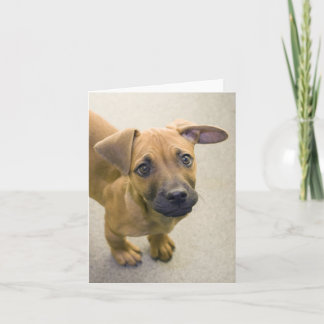 Dachshund Mix Note Cards 2