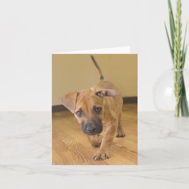 Dachshund Mix Note Cards 2 (Front)