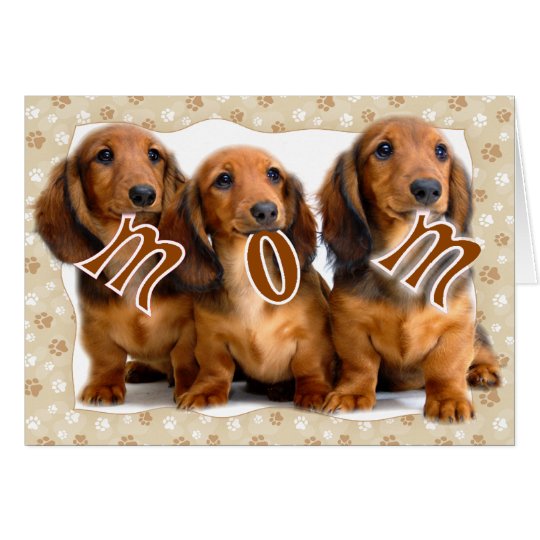 Image Result For Dachshund Meme Image Result For Dachshund Meme