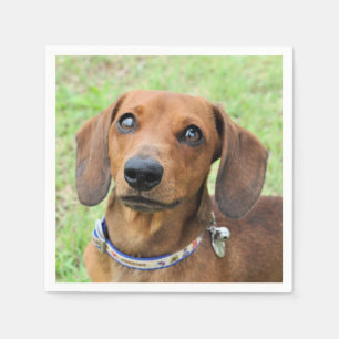 Dachshund Napkins