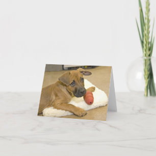 Dachshund Note Cards 3