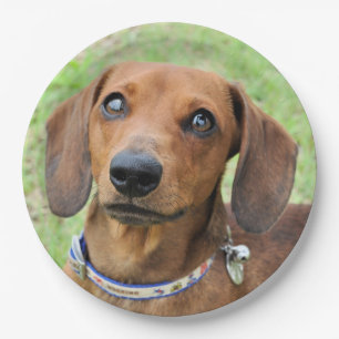 Dachshund Paper Plates