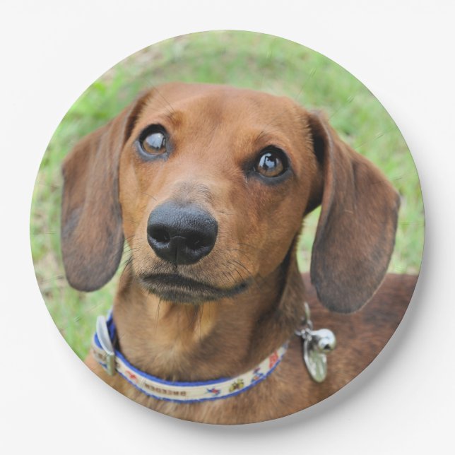Dachshund Paper Plates (Front)