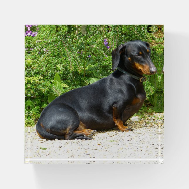 Dachshund Paperweight (Front)