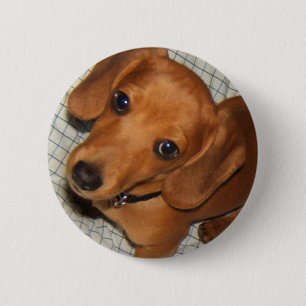 Dachshund Pet Puppy Eyes Button