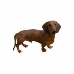 Dachshund Photo Sculpture<br><div class="desc">ThIS adorable Dachshund can now come to your home as A Photo Sculpture</div>