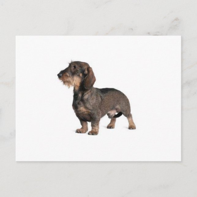 Dachshund Postcard (Front)