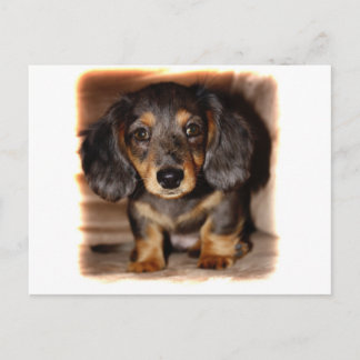 Dachshund Postcard