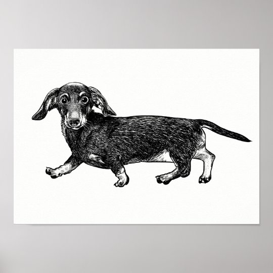 Dachshund Poster / Wall Art | Zazzle.com