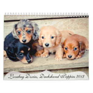 Dachshund Puppies 2013 Calendar