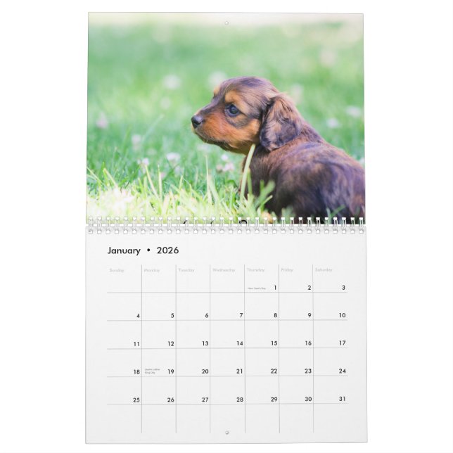 Dachshund Puppies 2014 Calendar (Jan 2026)