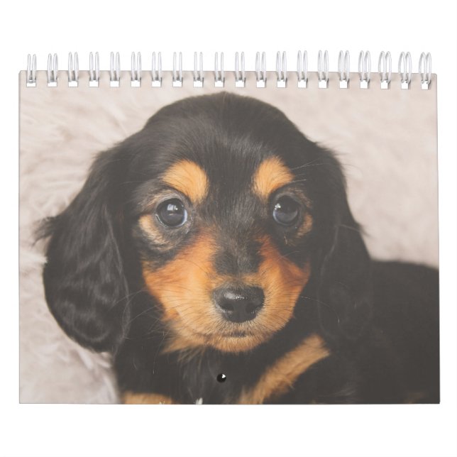 Dachshund Puppies Calendar (Cover)