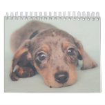 Dachshund Puppies Calendar at Zazzle