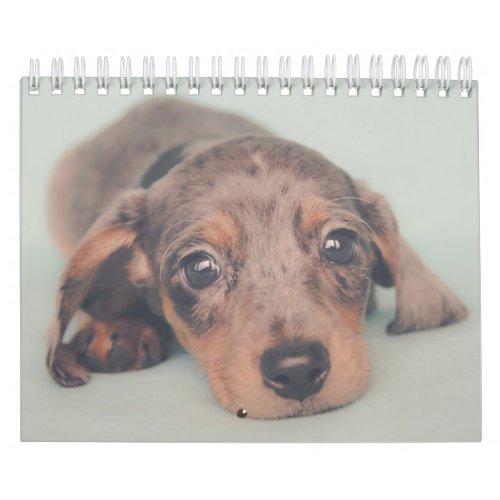 Dachshund Puppies Calendar