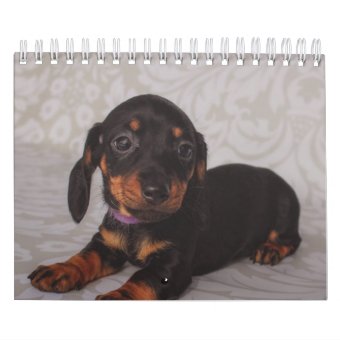 Dachshund Puppies Calendar | Zazzle
