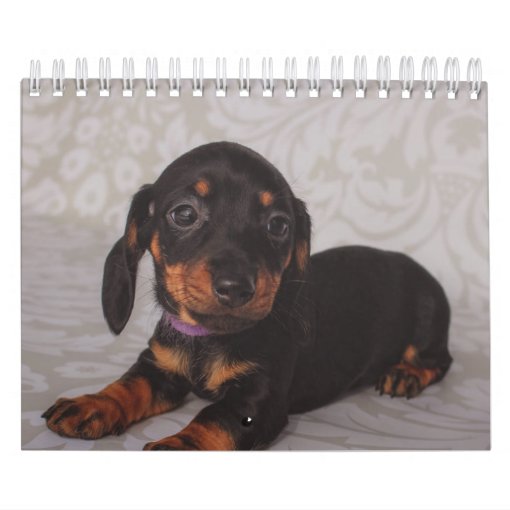 Dachshund Puppies Calendar Zazzle