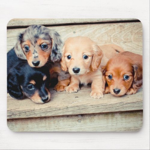 Dachshund Puppies Mouse Pad