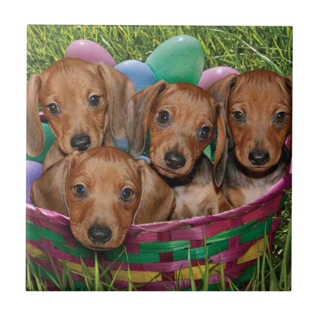 Dachshund Puppies Tile (Front)